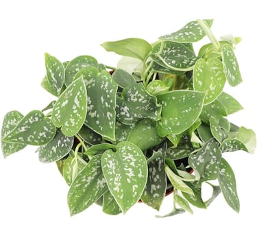 Satin pothos Scindapsus pictus Exotica climbing moss pole with silver variegated leaves indoors