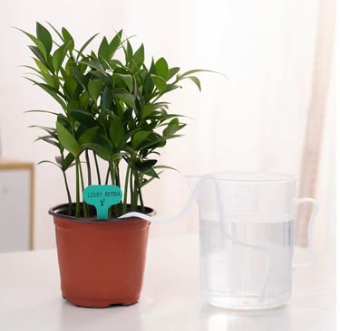 Self-watering wick system installed in plant pot to regulate soil moisture for indoor houseplants.