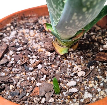 fast draining succulent soil mix with pumice perlite sand and bark in terracotta pot