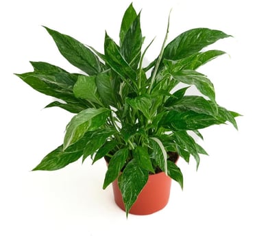 Variegated peace lily (Spathiphyllum) with green and white leaves in indoor pot
