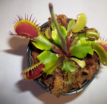 Live Venus flytrap carnivorous plant with signature trap-shaped leaves featured in Quiet at Home