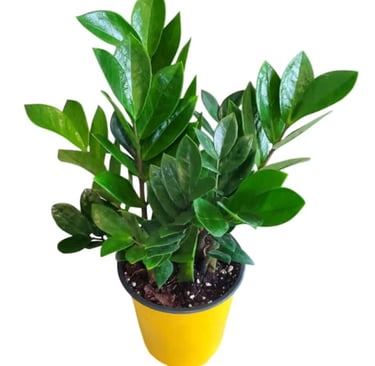ZZ plant (Zamioculcas zamiifolia) thriving in balanced houseplant soil mix designed for everyday