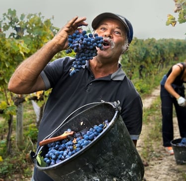 Uomo durante la vendemmia assaggia un grappolo d’uva in una vigna di Montefalco, Umbria