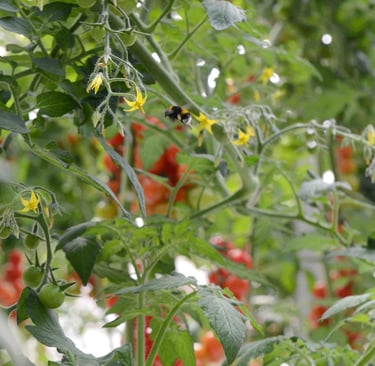 Bombi al lavoro tra le colture di pomodoro ciliegino del progetto Oasi Agromonte.