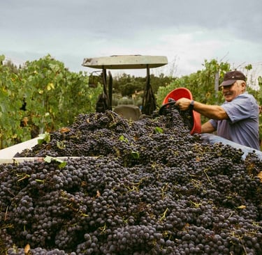 Raccolta manuale delle uve nei vigneti della Tenuta San Gregorio.