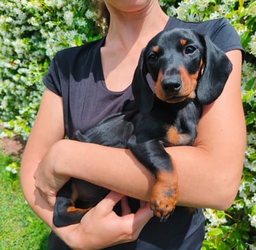 A person holding a small black and tan Dachshund puppy in a garden with white flowers. Emilia