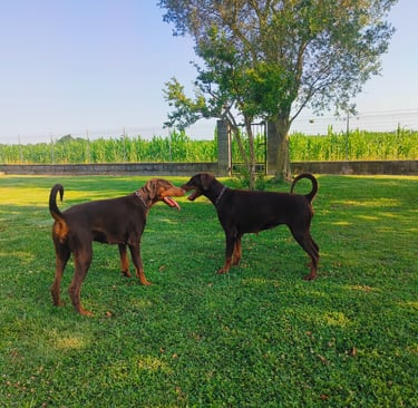 Two brown Doberman Pinscher dogs standing on a green grass lawn in front of a garden fence. Mesola 