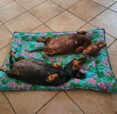 Two pregnant dachshund dogs sleeping on their backs on a floral pet bed on a tile floor. Mesola