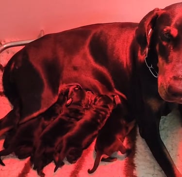 cuccioli dobermann, emilia romagna, veneto, Italia