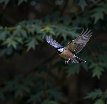 Crowd watches a parade at night with colorful lights.