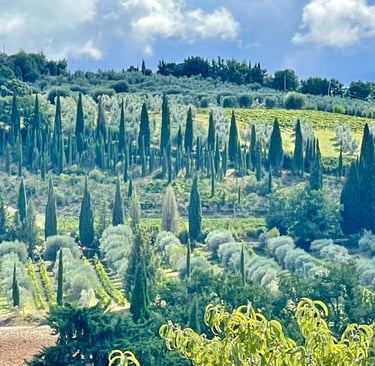 Scenic Tuscan landscape featuring tall cypress trees and olive groves on a rolling hillside under a cloudy sky.