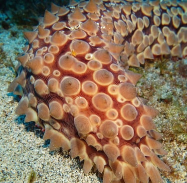Conical sea cucumber resting on sandy seabed, covered in rounded bumps and pointed projections