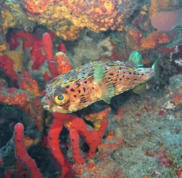 Balloonfish hovering among colorful red and orange reef sponges