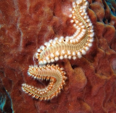 Bearded fireworms displaying their beautiful but venomous white bristles
