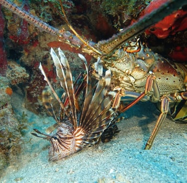 Caribbean spiny lobster feeding on an invasive dead lionfish