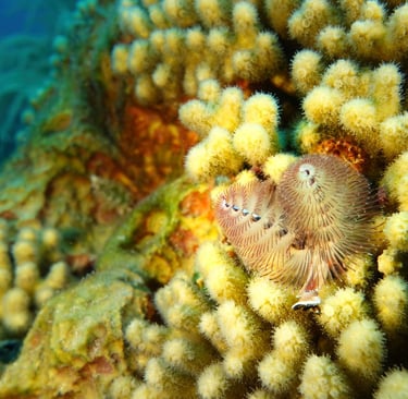 Christmas tree worms nestled among yellow pencil coral