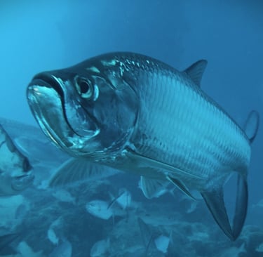 Close-up of a tarpon, showing its large eye, upturned mouth, and distinctive silver scales