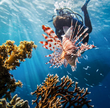 Un bénévole prenant une part active au contrôle du poisson-lion