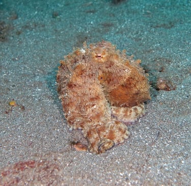 Common octopus camouflaged as a rock on a sandy seabed