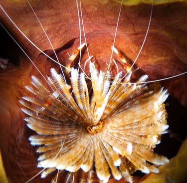 Feather duster worm filtering plankton offering a hiding to banded coral shrimps