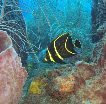 French angelfish displaying the striking yellow-and-black coloration of its juvenile phase