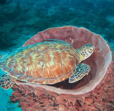Green sea tutrtle resting on a giant barrel sponge