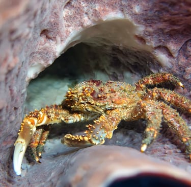 Hairy clinging crab sheltering inside a giant barrel sponge