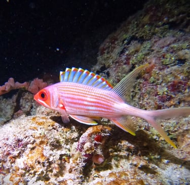 Longspine squirrelfish displaying its impressive, brightly tipped dorsal spines