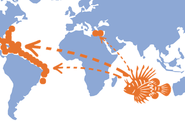 Natif de l'Indo-Pacific, le Poisson-Lion a envahit l'Atlantique West, Les Caraïbes, la Méditerranée