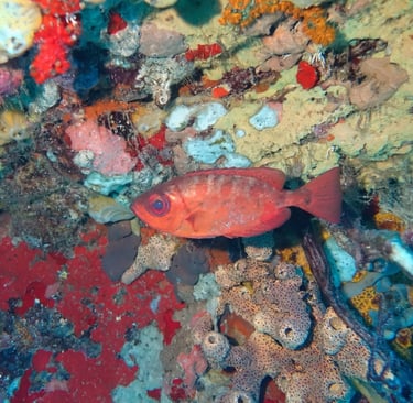 Named for its oversized eye, the glasseye snapper displays a reddish coat with silver markings