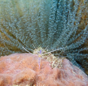 Pederson cleaner shrimp on a sponge beside a corkscrew anemone for protection
