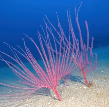 Pink sea whip corals growing on a sandy seabed