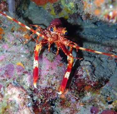 Red-banded lobster, a tiny and uncommon species that spends most of its time hidden in crevices