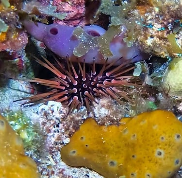 Reef urchin sheltering among sponges, algae, and coral crevices