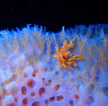 Southern teardrop crab on the rim of an azure vase sponge