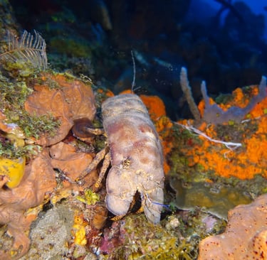 Spanish slipper lobster are very active at night and elusive day time