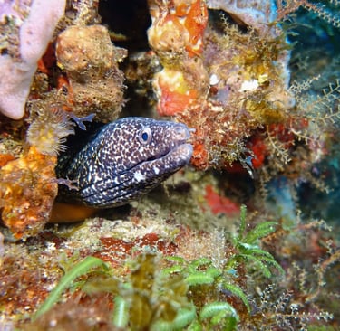 Spotted moray eel peering from a crevice in a colorful coral- and sponge-covered reef
