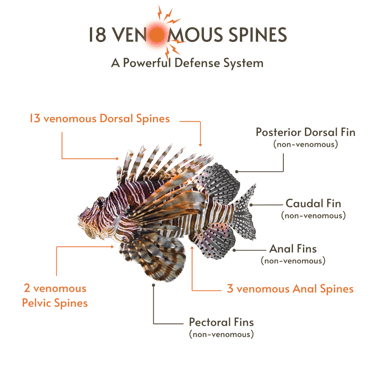 The lionfish defense includes 18 venomous spines