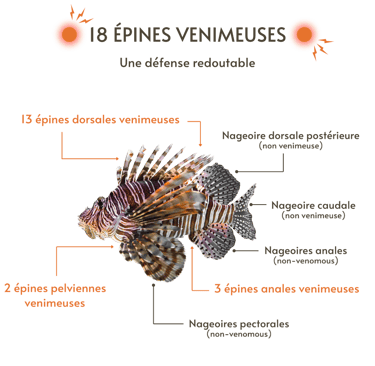 Le système de défense du Poisson-Lion inclue 18 épines venimeuses