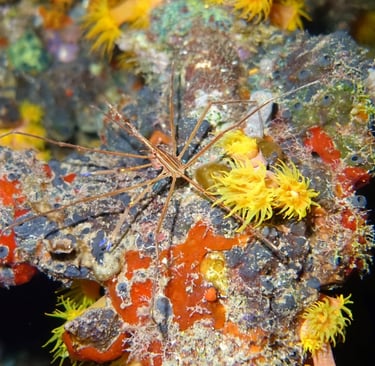 Yellowline arrow crab surrounded by bright yellow cup corals