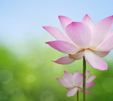 Fleur de lotus rose symbolisant la méditation et le bien-être