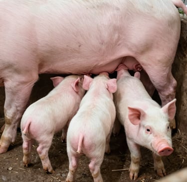 Farm technician examining piglets in a modern, hygienic nursery area.