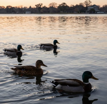 Ducks flying low over the misty Tampa Bay marsh with golden morning light.