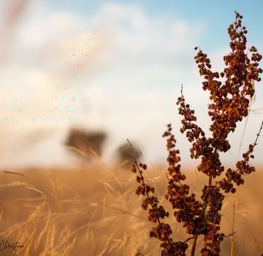Dried plant in the foreground of a field of golden grass and blue sky