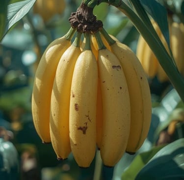  Primer plano de un racimo de plátanos amarillos maduros listos para consumo