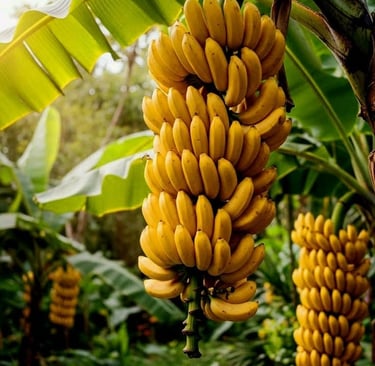 Racimo de plátanos Tabasco madurando con tonalidades amarillas y anaranjadas en una planta