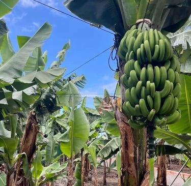  Vista de una plantación de plátanos Tabasco con racimos grandes y verdes bajo un cielo despejado