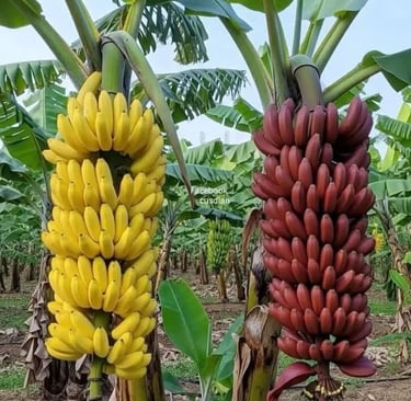 Comparación visual de racimos de plátanos  amarillos frente a racimos de plátanos rojos en la planta