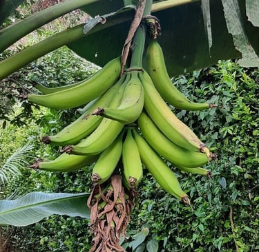  Racimo de plátanos Tabasco verdes de tipo cocción colgando de la planta en la zona de San Rafae