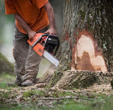 alt="Abattage d’arbres en toute sécurité en Haute-Savoie Annecy"